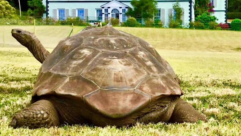 Jonathan, o animal mais velho do mundo, morre aos quase 200 anos