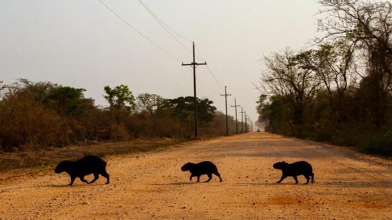 Capybaras (Hydrochoerus hydrochaeris) in the Pantanal wetland in Brazil. Image © Diego Baravelli/Greenpeace.