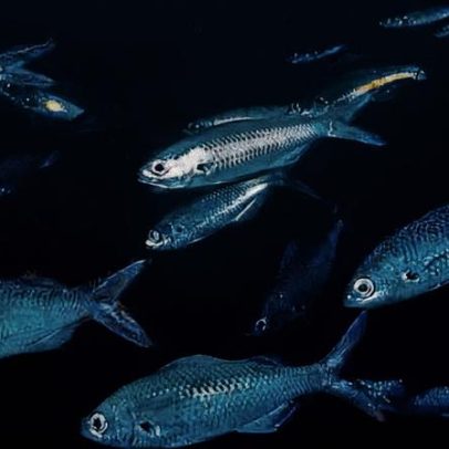 Peixe-damselfish das Galápagos pode estar extinto