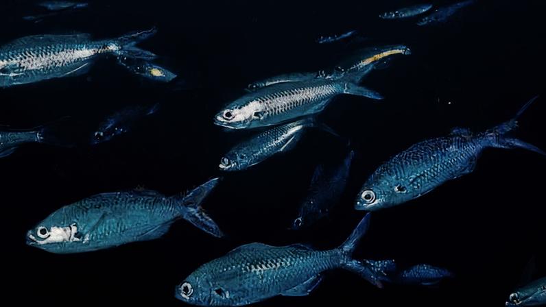 Azurina eupalama, last documented evidence of its existence, photographed in 1983 by Jack Stein Grove at Sullivan Bay, Santiago Island, Galapagos Archipelago