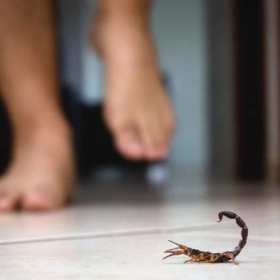 Casos de escorpiões aumentam; limpeza ajuda na prevenção