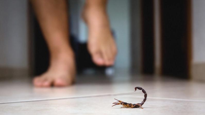 1 de 1 escorpião - Foto: RHJ/Getty Images