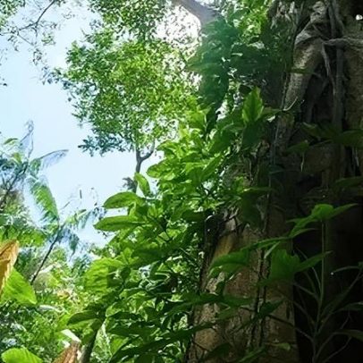 Brasil ajuda a reduzir em 36% a perda global de florestas tropicais