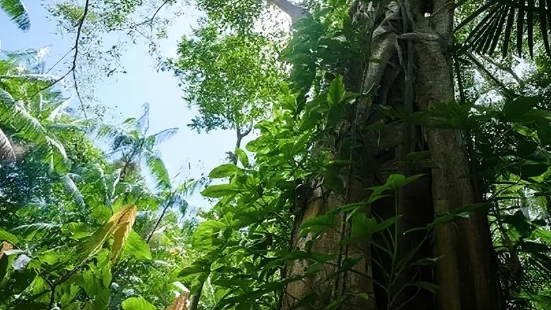 Os estados com maior redução na perda de florestas primárias foram Amazonas, Mato Grosso, Mato Grosso do Sul, Acre e Roraima, todos com quedas superiores a 40%