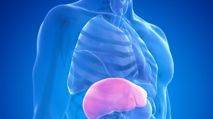 Tumor: segundo Inca, são estimados 12.350 novos casos de câncer de fígado para cada ano do triênio de 2026 a 2028