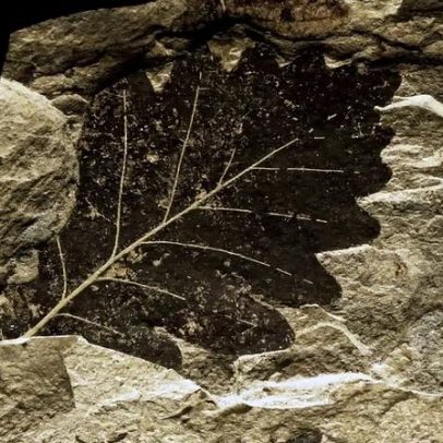 Como as plantas evoluíram para resistir à extinção há 250 milhões de anos