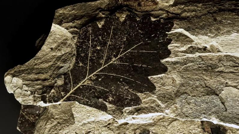 Plantas ancestrais sobreviveram a maior extinção do planeta ao utilizarem de mecanismo alternativo para fotossíntese.