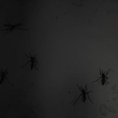 RS confirma primeira morte por dengue em 2026