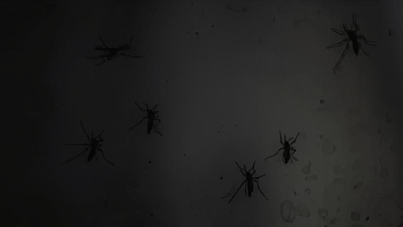 Em 2024, o Rio Grande do Sul enfrentou o pior cenário da dengue em sua série histórica, com 209.669 casos confirmados e 281 óbitos