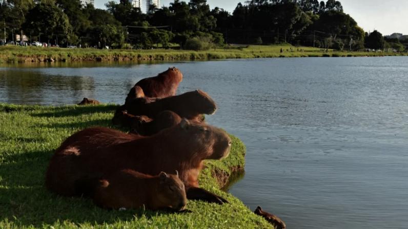Capivaras descansam à beira do lago no Parque Barigui em 3 de março de 2025, em Curitiba, Brasil.