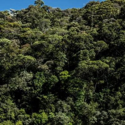 BNDES libera R$ 40 milhões para Mata Atlântica no RJ e aposta em carbono