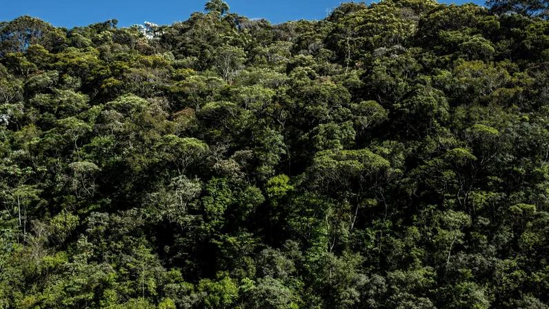 Faixa de Mata Atlântica no Rio de Janeiro: bioma segue extraordinariamente biodiverso