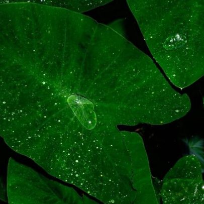 Plantas germinam mais rápido ao som da chuva