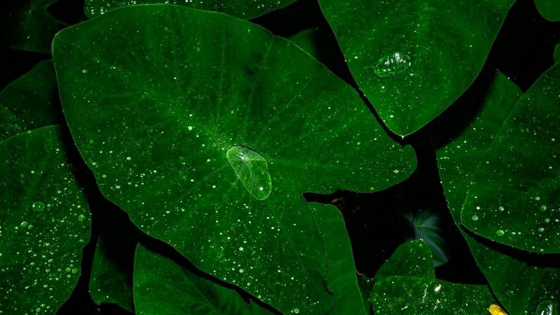 A vibração da queda das gotas d'água pode ser sentida debaixo da terra, o que avisa que elas devem germinar. (Soumyabrata Roy/NurPhoto/Getty Images)