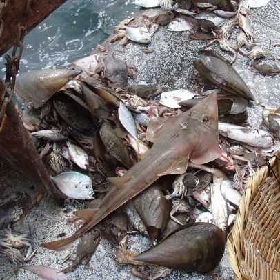Estudo mostra arrasto de fundo captura 3.000 peixes, espécies ameaçadas