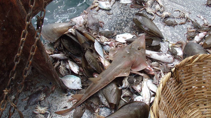 A critically endangered giant guitarfish, sometimes caught by bottom trawls. Image courtesy of Sarah Foster.