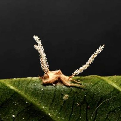 Fungo descoberto no Brasil transforma aranhas em zumbis
