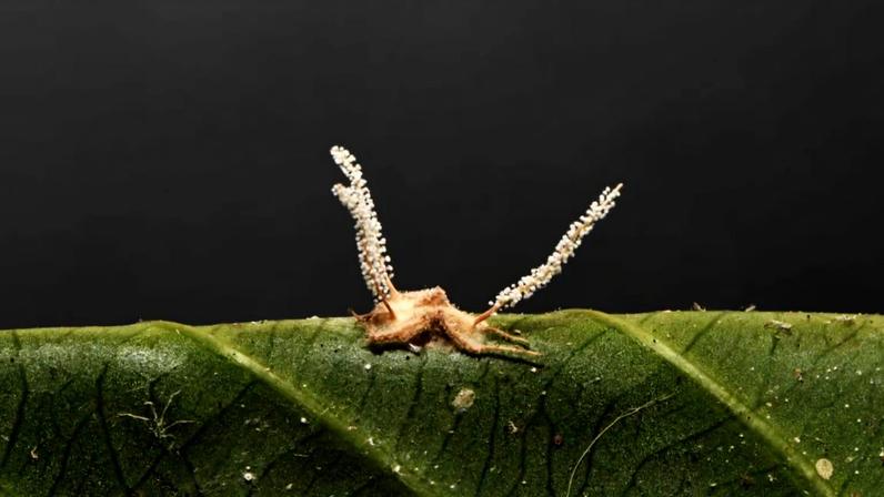 Fungo descoberto no Brasil transforma aranhas em zumbis