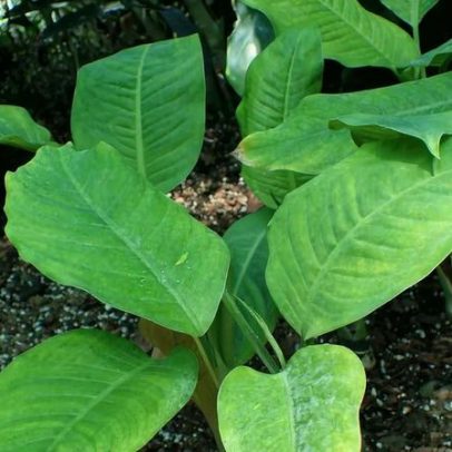 Plantas tóxicas para humanos exigem atenção no dia a dia
