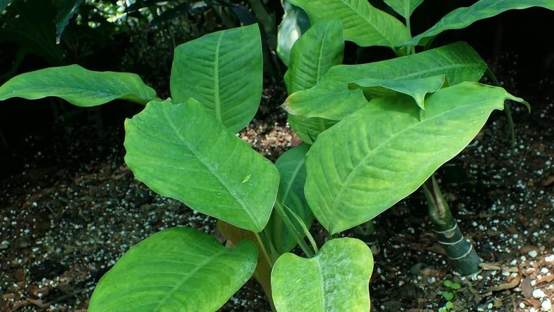 Plantas tóxicas para humanos exigem atenção no dia a dia