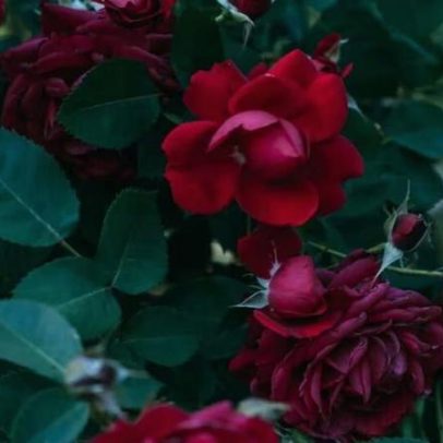 Da plantação ao mundo: a cadeia de frio que sustenta o comércio de flores