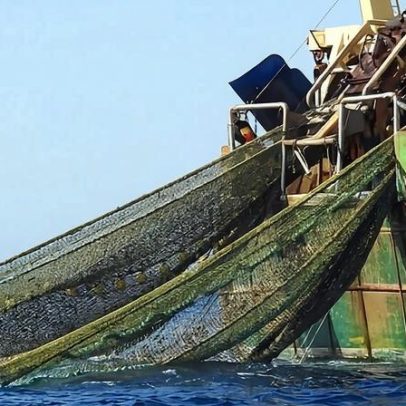 NPFC adota medidas contra pesca ilegal — sem proteção aos Montes do Imperador