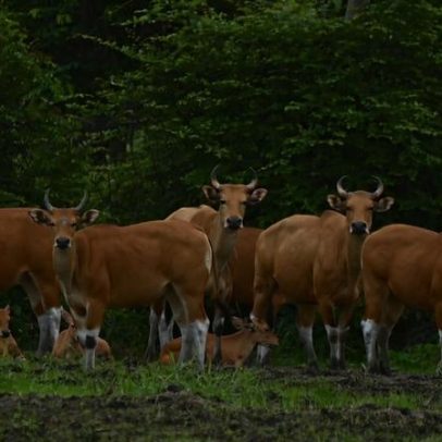 Ecoturismo comunitário protege gado selvagem em recuperação na Tailândia
