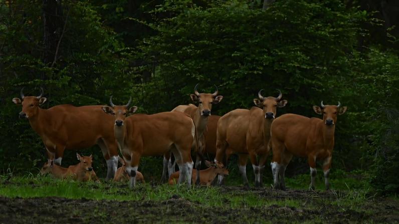 Ecoturismo comunitário protege gado selvagem em recuperação na Tailândia