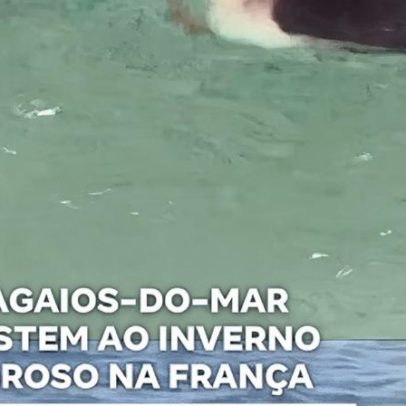 Papagaios-do-mar enfrentam inverno rigoroso na França