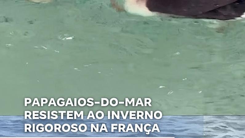 Papagaios-do-mar enfrentam inverno rigoroso na França