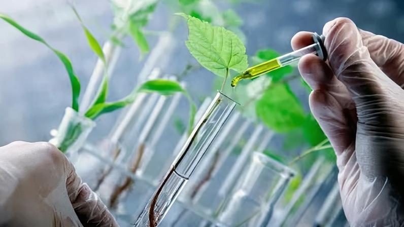 Biofungicidas lideram expansão de defensivos biológicos no Brasil