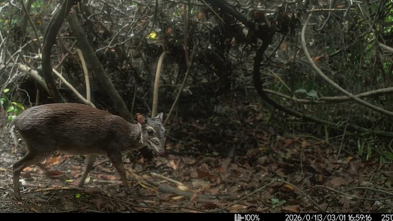 Armadilhas fotográficas registram primeiras fotos de raro antílope em Zanzibar