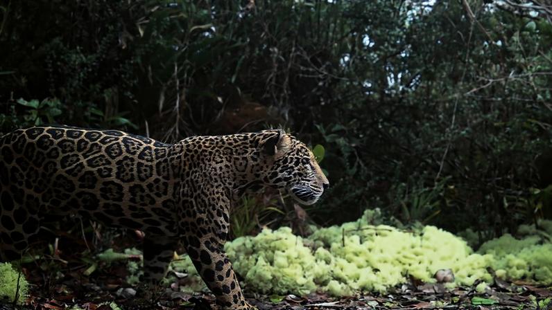 A healthy male jaguar captured on camera in Honduras’ Sierra del Merendón mountain range for the first time in a decade.