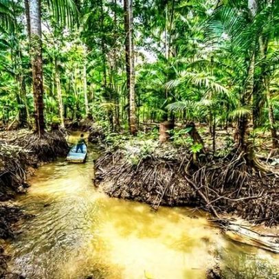 Desmatamento na Amazônia cai 17%, menor área em oito anos