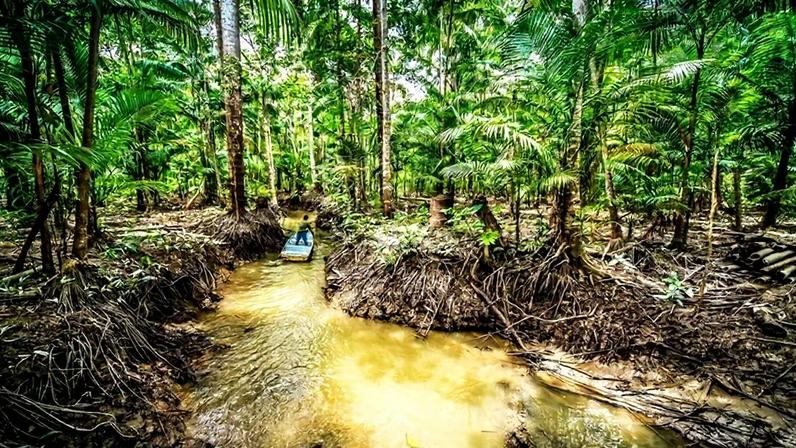 Queda do desmatamento na Amazônia reforça agenda ambiental estratégica para o Brasil (Leandro Fonseca/Exame)