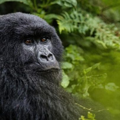 Primate Planet: estudos sobre primatas revelam novas descobertas