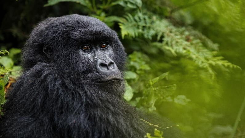 Primate Planet: estudos sobre primatas revelam novas descobertas