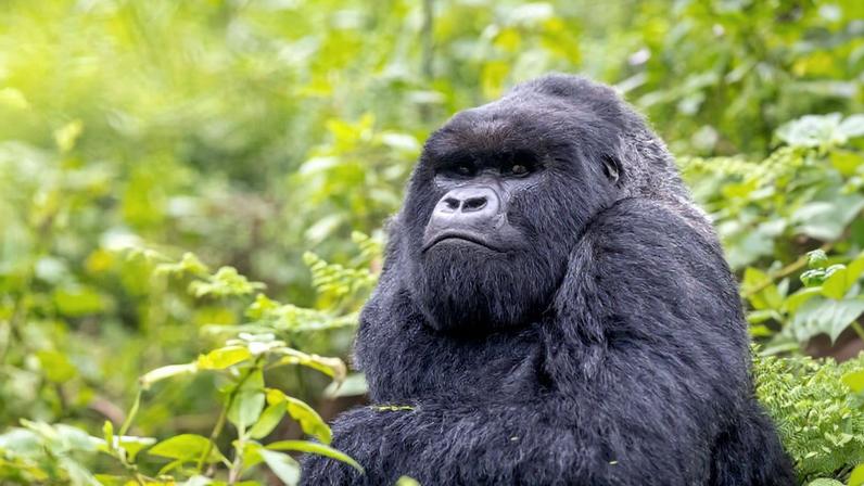Mountain gorilla silverback in Volcanoes National Park, Rwanda. Image by Alejandro Prescott-Cornejo.