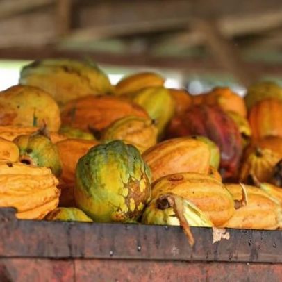 Produtores de cacau enfrentam queda de preços com demanda alta