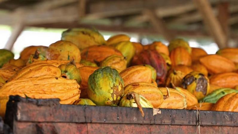Grande quantidade de frutos de cacau colhidos reunidos em recipiente sob cobertura. As cascas variam entre amarelo, laranja, verde e marrom, mostrando diferentes estágios de maturação. Formato oval e textura com sulcos caracterizam os frutos.