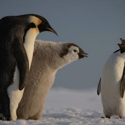 Animais mais carinhosos com seus filhotes, segundo estudo