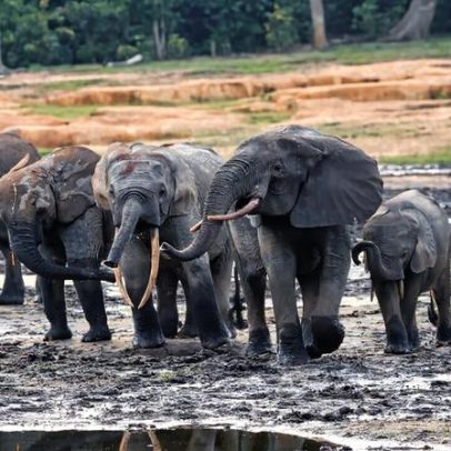 Ecoturismo em ascensão na República Centro-Africana ganha espaço