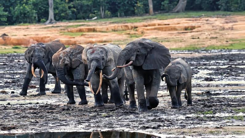 Forest elephants gather in the Dzanga Bai forest clearing. According to researchers, they are drawn to mineral-rich soils, and at times, more than 200 individuals assemble here, making it one of the few places on Earth where this elusive and endangered species can be observed in large numbers.