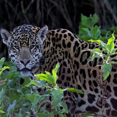 Perda de presas pode levar jaguares da Floresta Atlântica à extinção
