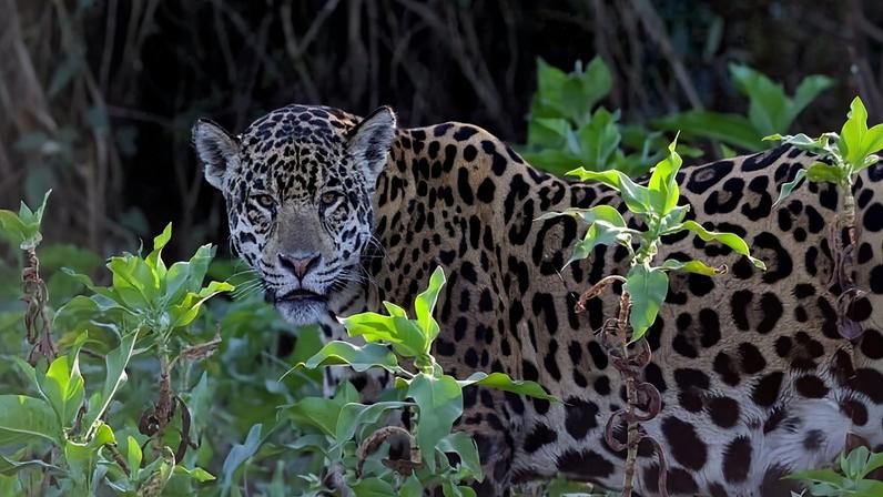 Perda de presas pode levar jaguares da Floresta Atlântica à extinção