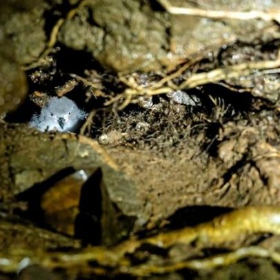 Dentro da luta para salvar o petrel das Galápagos