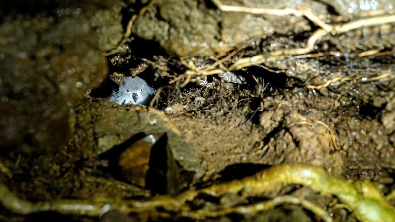Dentro da luta para salvar o petrel das Galápagos