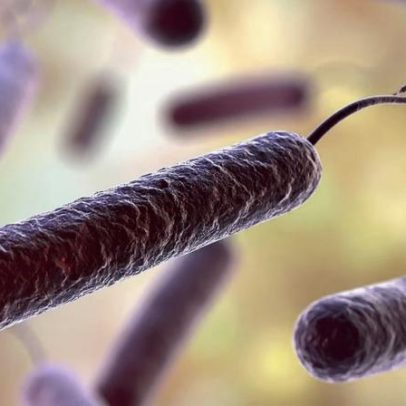 Dieta descoberta enfraquece bactéria da cólera em até 100 vezes