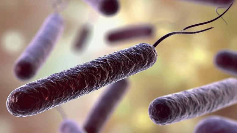 Estudo liga dieta à proteção contra cólera. (Foto: Damedeeso via Canva)