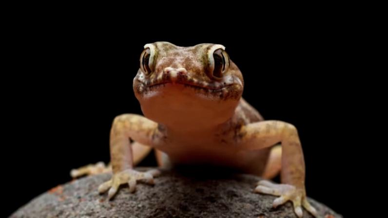 Embora muitas pessoas sintam repulsa por lagartixas, esses animais são inofensivos. Além disso, podem ser úteis no ambiente doméstico por ajudarem no controle de insetos, tornando-se aliados naturais dentro de casas e apartamentos.